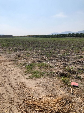 ประกาศฟรี! ซื้อ-ขาย-เช่า คอนโด บ้าน ทาวน์โฮม ที่ดิน และพื้นที่เชิงพาณิชย์ทั่วประเทศไทย ทุกทำเล ทุกงบประมาณ ไม่มีค่าใช้จ่าย ลงง่าย ขายไว เข้าถึงผู้ซื้อโดยตรง 5 317205pic4.jpg