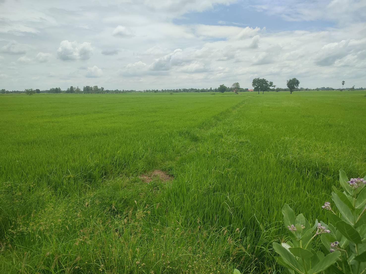 ประกาศฟรี! ซื้อ-ขาย-เช่า คอนโด บ้าน ทาวน์โฮม ที่ดิน และพื้นที่เชิงพาณิชย์ทั่วประเทศไทย ทุกทำเล ทุกงบประมาณ ไม่มีค่าใช้จ่าย ลงง่าย ขายไว เข้าถึงผู้ซื้อโดยตรง 4 293491pic3.jpg