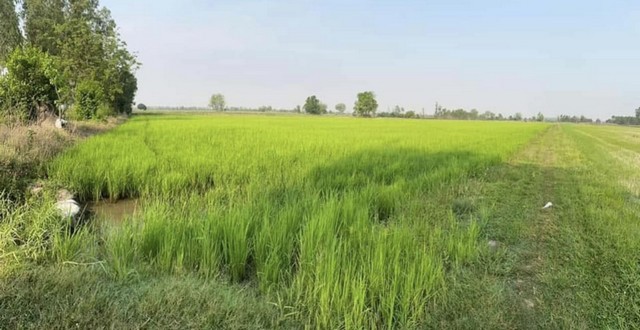 ประกาศฟรี! ซื้อ-ขาย-เช่า คอนโด บ้าน ทาวน์โฮม ที่ดิน และพื้นที่เชิงพาณิชย์ทั่วประเทศไทย ทุกทำเล ทุกงบประมาณ ไม่มีค่าใช้จ่าย ลงง่าย ขายไว เข้าถึงผู้ซื้อโดยตรง 3 258252pic2.jpg