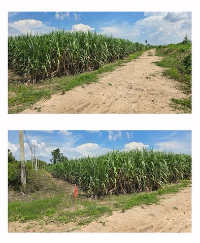 ประกาศฟรี! ซื้อ-ขาย-เช่า คอนโด บ้าน ทาวน์โฮม ที่ดิน และพื้นที่เชิงพาณิชย์ทั่วประเทศไทย ทุกทำเล ทุกงบประมาณ ไม่มีค่าใช้จ่าย ลงง่าย ขายไว เข้าถึงผู้ซื้อโดยตรง 5 258251pic4.jpg