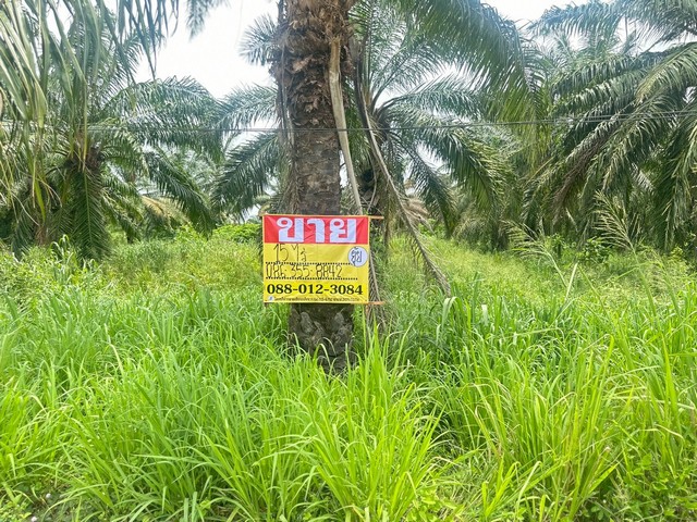 ประกาศฟรี! ซื้อ-ขาย-เช่า คอนโด บ้าน ทาวน์โฮม ที่ดิน และพื้นที่เชิงพาณิชย์ทั่วประเทศไทย ทุกทำเล ทุกงบประมาณ ไม่มีค่าใช้จ่าย ลงง่าย ขายไว เข้าถึงผู้ซื้อโดยตรง 2 518700pic1.jpg