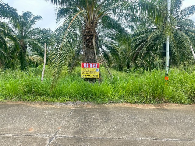 ประกาศฟรี! ซื้อ-ขาย-เช่า คอนโด บ้าน ทาวน์โฮม ที่ดิน และพื้นที่เชิงพาณิชย์ทั่วประเทศไทย ทุกทำเล ทุกงบประมาณ ไม่มีค่าใช้จ่าย ลงง่าย ขายไว เข้าถึงผู้ซื้อโดยตรง 3 518700pic2.jpg