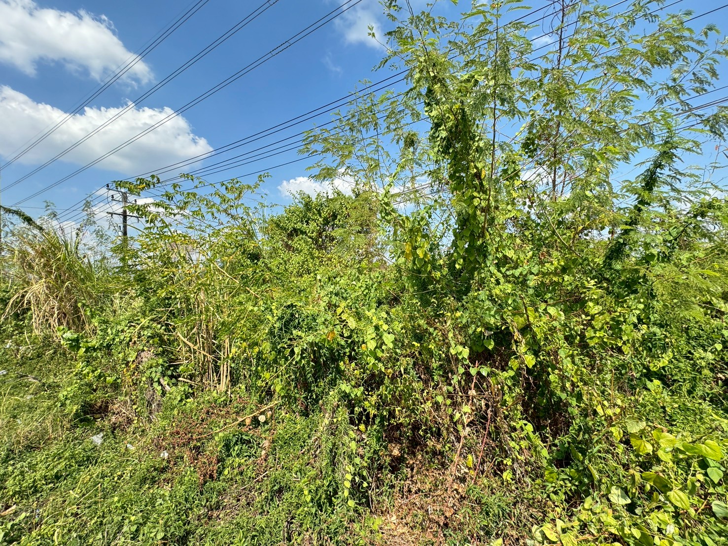 ประกาศฟรี! ซื้อ-ขาย-เช่า คอนโด บ้าน ทาวน์โฮม ที่ดิน และพื้นที่เชิงพาณิชย์ทั่วประเทศไทย ทุกทำเล ทุกงบประมาณ ไม่มีค่าใช้จ่าย ลงง่าย ขายไว เข้าถึงผู้ซื้อโดยตรง 3 317770pic2.jpg