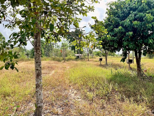 ประกาศฟรี! ซื้อ-ขาย-เช่า คอนโด บ้าน ทาวน์โฮม ที่ดิน และพื้นที่เชิงพาณิชย์ทั่วประเทศไทย ทุกทำเล ทุกงบประมาณ ไม่มีค่าใช้จ่าย ลงง่าย ขายไว เข้าถึงผู้ซื้อโดยตรง 3 259741pic2.jpg