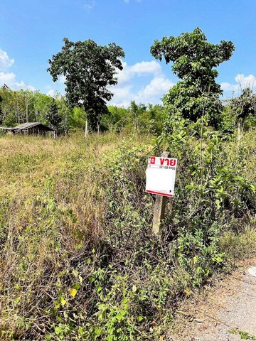 ประกาศฟรี! ซื้อ-ขาย-เช่า คอนโด บ้าน ทาวน์โฮม ที่ดิน และพื้นที่เชิงพาณิชย์ทั่วประเทศไทย ทุกทำเล ทุกงบประมาณ ไม่มีค่าใช้จ่าย ลงง่าย ขายไว เข้าถึงผู้ซื้อโดยตรง 5 259741pic4.jpg