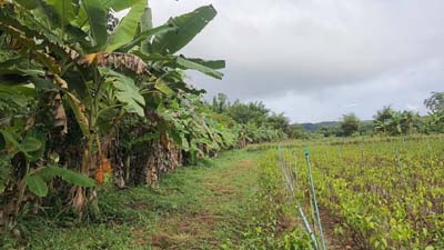 ประกาศฟรี! ซื้อ-ขาย-เช่า คอนโด บ้าน ทาวน์โฮม ที่ดิน และพื้นที่เชิงพาณิชย์ทั่วประเทศไทย ทุกทำเล ทุกงบประมาณ ไม่มีค่าใช้จ่าย ลงง่าย ขายไว เข้าถึงผู้ซื้อโดยตรง 5 317574pic4.jpg