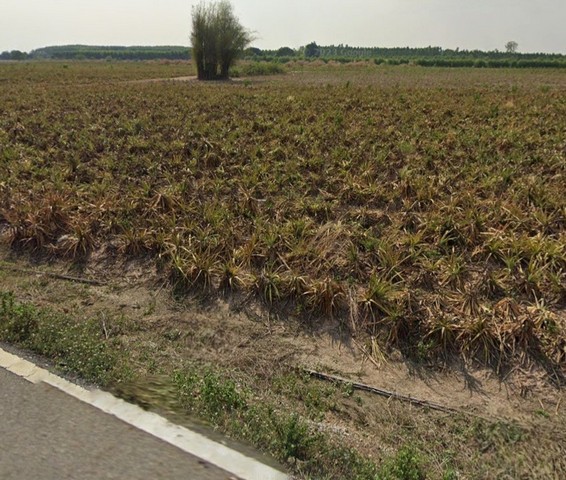 ประกาศฟรี! ซื้อ-ขาย-เช่า คอนโด บ้าน ทาวน์โฮม ที่ดิน และพื้นที่เชิงพาณิชย์ทั่วประเทศไทย ทุกทำเล ทุกงบประมาณ ไม่มีค่าใช้จ่าย ลงง่าย ขายไว เข้าถึงผู้ซื้อโดยตรง 5 318101pic4.jpg