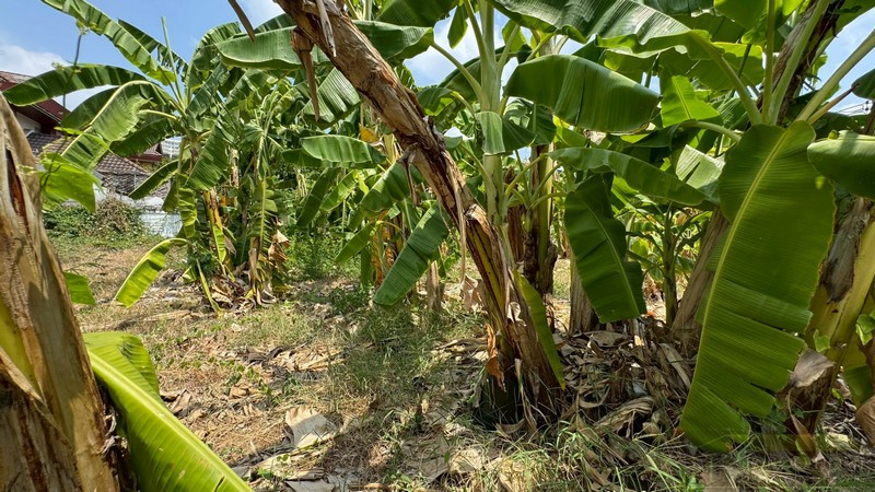 ประกาศฟรี! ซื้อ-ขาย-เช่า คอนโด บ้าน ทาวน์โฮม ที่ดิน และพื้นที่เชิงพาณิชย์ทั่วประเทศไทย ทุกทำเล ทุกงบประมาณ ไม่มีค่าใช้จ่าย ลงง่าย ขายไว เข้าถึงผู้ซื้อโดยตรง 3 294520pic2.jpg