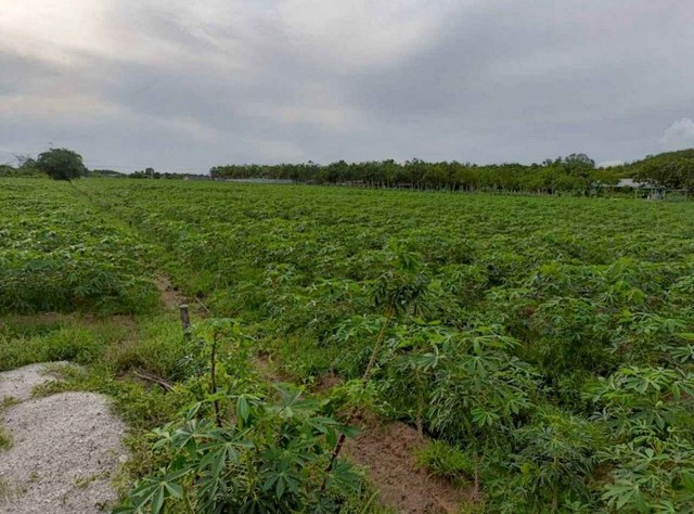 ประกาศฟรี! ซื้อ-ขาย-เช่า คอนโด บ้าน ทาวน์โฮม ที่ดิน และพื้นที่เชิงพาณิชย์ทั่วประเทศไทย ทุกทำเล ทุกงบประมาณ ไม่มีค่าใช้จ่าย ลงง่าย ขายไว เข้าถึงผู้ซื้อโดยตรง 4 301778pic3.jpg