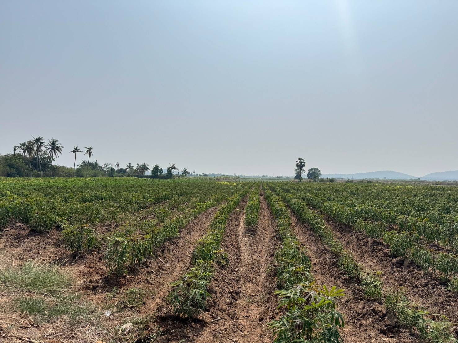 ประกาศฟรี! ซื้อ-ขาย-เช่า คอนโด บ้าน ทาวน์โฮม ที่ดิน และพื้นที่เชิงพาณิชย์ทั่วประเทศไทย ทุกทำเล ทุกงบประมาณ ไม่มีค่าใช้จ่าย ลงง่าย ขายไว เข้าถึงผู้ซื้อโดยตรง 4 318385pic3.jpg