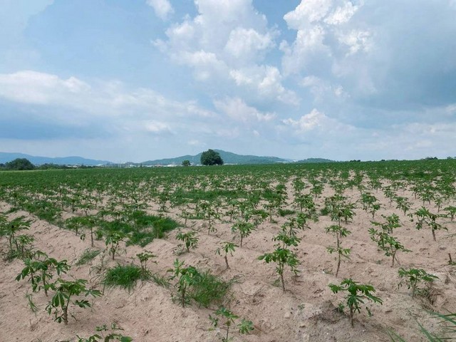 ประกาศฟรี! ซื้อ-ขาย-เช่า คอนโด บ้าน ทาวน์โฮม ที่ดิน และพื้นที่เชิงพาณิชย์ทั่วประเทศไทย ทุกทำเล ทุกงบประมาณ ไม่มีค่าใช้จ่าย ลงง่าย ขายไว เข้าถึงผู้ซื้อโดยตรง 3 301932pic2.jpg