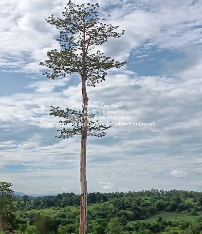 ประกาศฟรี! ซื้อ-ขาย-เช่า คอนโด บ้าน ทาวน์โฮม ที่ดิน และพื้นที่เชิงพาณิชย์ทั่วประเทศไทย ทุกทำเล ทุกงบประมาณ ไม่มีค่าใช้จ่าย ลงง่าย ขายไว เข้าถึงผู้ซื้อโดยตรง 3 313967pic2.jpg