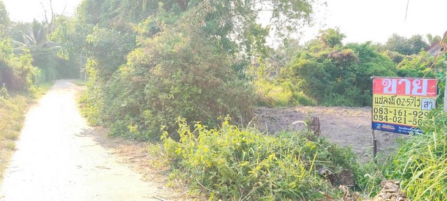 ประกาศฟรี! ซื้อ-ขาย-เช่า คอนโด บ้าน ทาวน์โฮม ที่ดิน และพื้นที่เชิงพาณิชย์ทั่วประเทศไทย ทุกทำเล ทุกงบประมาณ ไม่มีค่าใช้จ่าย ลงง่าย ขายไว เข้าถึงผู้ซื้อโดยตรง 2 521323pic1.jpg