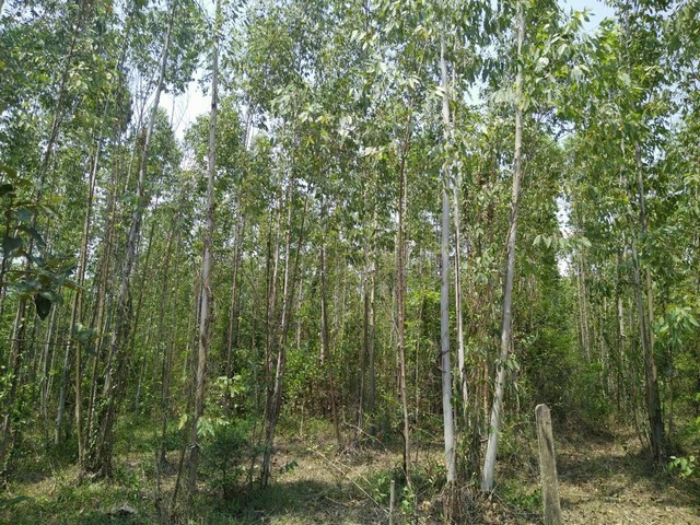 ประกาศฟรี! ซื้อ-ขาย-เช่า คอนโด บ้าน ทาวน์โฮม ที่ดิน และพื้นที่เชิงพาณิชย์ทั่วประเทศไทย ทุกทำเล ทุกงบประมาณ ไม่มีค่าใช้จ่าย ลงง่าย ขายไว เข้าถึงผู้ซื้อโดยตรง 5 181383pic4.jpg