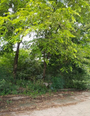 ประกาศฟรี! ซื้อ-ขาย-เช่า คอนโด บ้าน ทาวน์โฮม ที่ดิน และพื้นที่เชิงพาณิชย์ทั่วประเทศไทย ทุกทำเล ทุกงบประมาณ ไม่มีค่าใช้จ่าย ลงง่าย ขายไว เข้าถึงผู้ซื้อโดยตรง 5 167471pic4.jpg