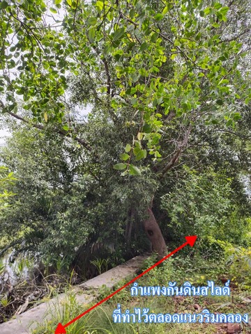 ประกาศฟรี! ซื้อ-ขาย-เช่า คอนโด บ้าน ทาวน์โฮม ที่ดิน และพื้นที่เชิงพาณิชย์ทั่วประเทศไทย ทุกทำเล ทุกงบประมาณ ไม่มีค่าใช้จ่าย ลงง่าย ขายไว เข้าถึงผู้ซื้อโดยตรง 5 165985pic4.jpg