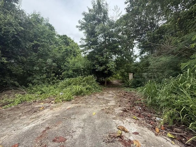 ประกาศฟรี! ซื้อ-ขาย-เช่า คอนโด บ้าน ทาวน์โฮม ที่ดิน และพื้นที่เชิงพาณิชย์ทั่วประเทศไทย ทุกทำเล ทุกงบประมาณ ไม่มีค่าใช้จ่าย ลงง่าย ขายไว เข้าถึงผู้ซื้อโดยตรง 2 262071pic1.jpg