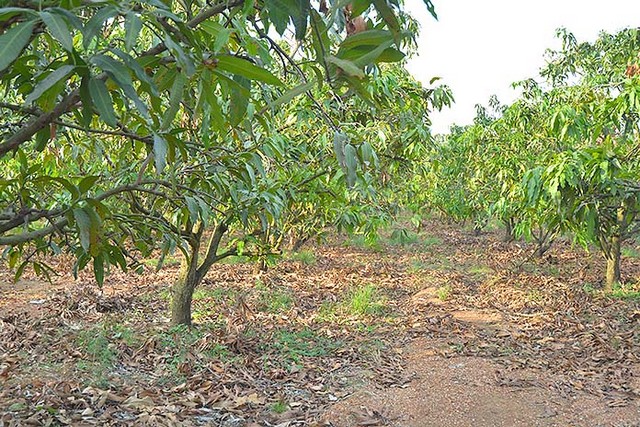 ประกาศฟรี! ซื้อ-ขาย-เช่า คอนโด บ้าน ทาวน์โฮม ที่ดิน และพื้นที่เชิงพาณิชย์ทั่วประเทศไทย ทุกทำเล ทุกงบประมาณ ไม่มีค่าใช้จ่าย ลงง่าย ขายไว เข้าถึงผู้ซื้อโดยตรง 3 183799pic2.jpg