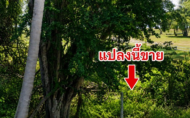 ประกาศฟรี! ซื้อ-ขาย-เช่า คอนโด บ้าน ทาวน์โฮม ที่ดิน และพื้นที่เชิงพาณิชย์ทั่วประเทศไทย ทุกทำเล ทุกงบประมาณ ไม่มีค่าใช้จ่าย ลงง่าย ขายไว เข้าถึงผู้ซื้อโดยตรง 2 268586pic1.jpg