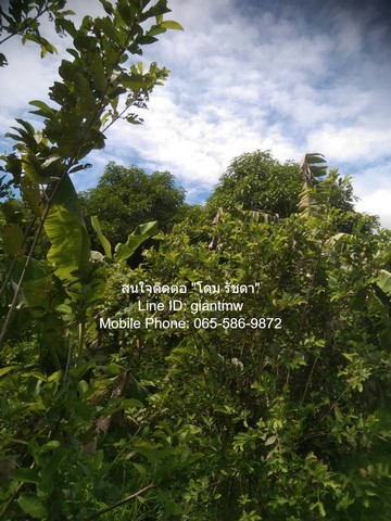 ประกาศฟรี! ซื้อ-ขาย-เช่า คอนโด บ้าน ทาวน์โฮม ที่ดิน และพื้นที่เชิงพาณิชย์ทั่วประเทศไทย ทุกทำเล ทุกงบประมาณ ไม่มีค่าใช้จ่าย ลงง่าย ขายไว เข้าถึงผู้ซื้อโดยตรง 4 15554pic3.jpg