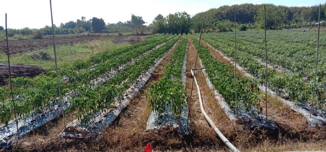 ประกาศฟรี! ซื้อ-ขาย-เช่า คอนโด บ้าน ทาวน์โฮม ที่ดิน และพื้นที่เชิงพาณิชย์ทั่วประเทศไทย ทุกทำเล ทุกงบประมาณ ไม่มีค่าใช้จ่าย ลงง่าย ขายไว เข้าถึงผู้ซื้อโดยตรง 3 7402pic2.jpg