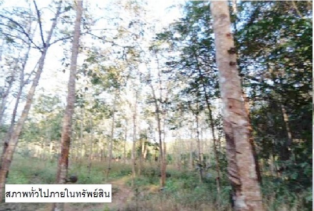 ประกาศฟรี! ซื้อ-ขาย-เช่า คอนโด บ้าน ทาวน์โฮม ที่ดิน และพื้นที่เชิงพาณิชย์ทั่วประเทศไทย ทุกทำเล ทุกงบประมาณ ไม่มีค่าใช้จ่าย ลงง่าย ขายไว เข้าถึงผู้ซื้อโดยตรง 5 207923pic4.jpg