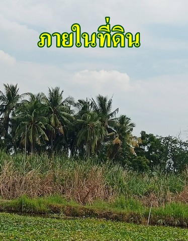 ประกาศฟรี! ซื้อ-ขาย-เช่า คอนโด บ้าน ทาวน์โฮม ที่ดิน และพื้นที่เชิงพาณิชย์ทั่วประเทศไทย ทุกทำเล ทุกงบประมาณ ไม่มีค่าใช้จ่าย ลงง่าย ขายไว เข้าถึงผู้ซื้อโดยตรง 5 30345pic4.jpg