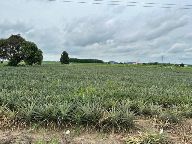 ประกาศฟรี! ซื้อ-ขาย-เช่า คอนโด บ้าน ทาวน์โฮม ที่ดิน และพื้นที่เชิงพาณิชย์ทั่วประเทศไทย ทุกทำเล ทุกงบประมาณ ไม่มีค่าใช้จ่าย ลงง่าย ขายไว เข้าถึงผู้ซื้อโดยตรง 2 21178pic1.jpg