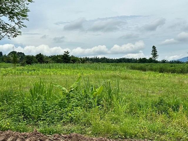 ประกาศฟรี! ซื้อ-ขาย-เช่า คอนโด บ้าน ทาวน์โฮม ที่ดิน และพื้นที่เชิงพาณิชย์ทั่วประเทศไทย ทุกทำเล ทุกงบประมาณ ไม่มีค่าใช้จ่าย ลงง่าย ขายไว เข้าถึงผู้ซื้อโดยตรง 3 21169pic2.jpg