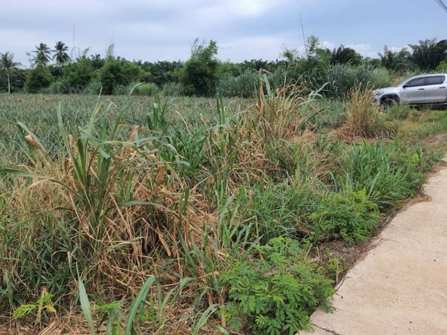 ประกาศฟรี! ซื้อ-ขาย-เช่า คอนโด บ้าน ทาวน์โฮม ที่ดิน และพื้นที่เชิงพาณิชย์ทั่วประเทศไทย ทุกทำเล ทุกงบประมาณ ไม่มีค่าใช้จ่าย ลงง่าย ขายไว เข้าถึงผู้ซื้อโดยตรง 2 22008pic1.jpg