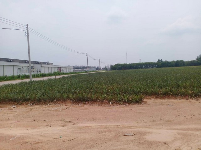 ประกาศฟรี! ซื้อ-ขาย-เช่า คอนโด บ้าน ทาวน์โฮม ที่ดิน และพื้นที่เชิงพาณิชย์ทั่วประเทศไทย ทุกทำเล ทุกงบประมาณ ไม่มีค่าใช้จ่าย ลงง่าย ขายไว เข้าถึงผู้ซื้อโดยตรง 4 172470pic3.jpg