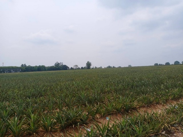 ประกาศฟรี! ซื้อ-ขาย-เช่า คอนโด บ้าน ทาวน์โฮม ที่ดิน และพื้นที่เชิงพาณิชย์ทั่วประเทศไทย ทุกทำเล ทุกงบประมาณ ไม่มีค่าใช้จ่าย ลงง่าย ขายไว เข้าถึงผู้ซื้อโดยตรง 5 172470pic4.jpg