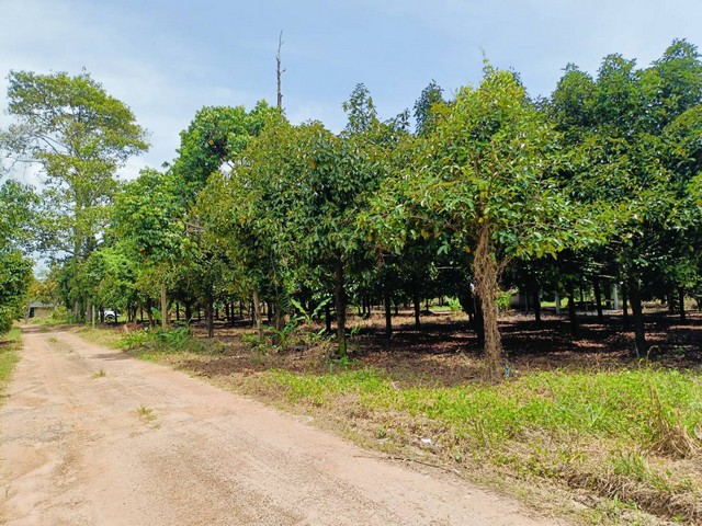 ประกาศฟรี! ซื้อ-ขาย-เช่า คอนโด บ้าน ทาวน์โฮม ที่ดิน และพื้นที่เชิงพาณิชย์ทั่วประเทศไทย ทุกทำเล ทุกงบประมาณ ไม่มีค่าใช้จ่าย ลงง่าย ขายไว เข้าถึงผู้ซื้อโดยตรง 3 172636pic2.jpg