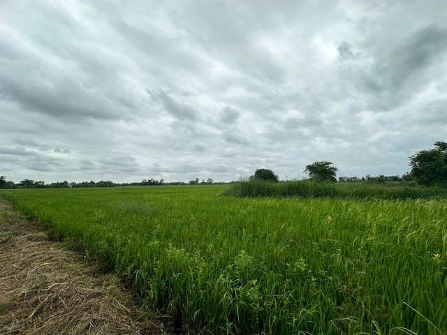 ประกาศฟรี! ซื้อ-ขาย-เช่า คอนโด บ้าน ทาวน์โฮม ที่ดิน และพื้นที่เชิงพาณิชย์ทั่วประเทศไทย ทุกทำเล ทุกงบประมาณ ไม่มีค่าใช้จ่าย ลงง่าย ขายไว เข้าถึงผู้ซื้อโดยตรง 3 22492pic2.jpg