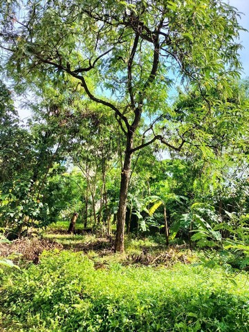 ประกาศฟรี! ซื้อ-ขาย-เช่า คอนโด บ้าน ทาวน์โฮม ที่ดิน และพื้นที่เชิงพาณิชย์ทั่วประเทศไทย ทุกทำเล ทุกงบประมาณ ไม่มีค่าใช้จ่าย ลงง่าย ขายไว เข้าถึงผู้ซื้อโดยตรง 2 276777pic1.jpg