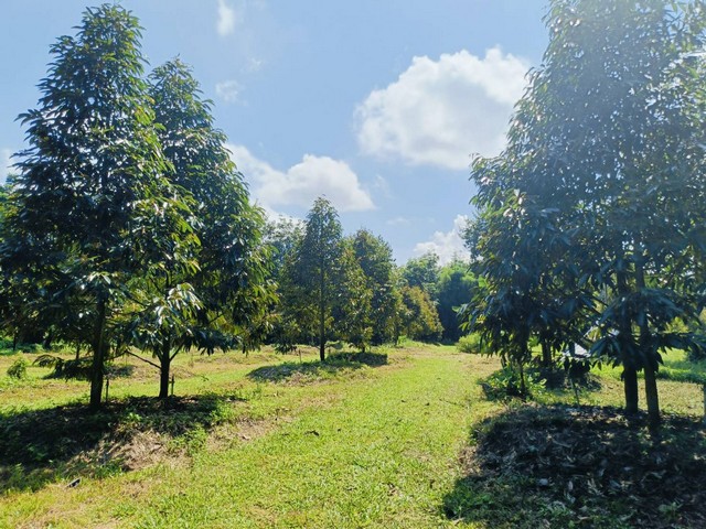 ประกาศฟรี! ซื้อ-ขาย-เช่า คอนโด บ้าน ทาวน์โฮม ที่ดิน และพื้นที่เชิงพาณิชย์ทั่วประเทศไทย ทุกทำเล ทุกงบประมาณ ไม่มีค่าใช้จ่าย ลงง่าย ขายไว เข้าถึงผู้ซื้อโดยตรง 3 175644pic2.jpg