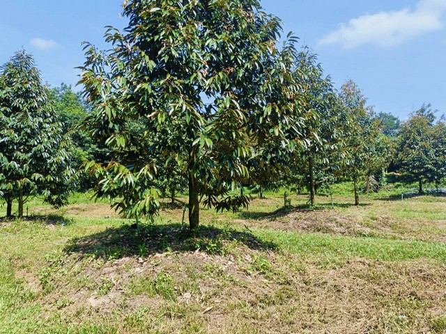 ประกาศฟรี! ซื้อ-ขาย-เช่า คอนโด บ้าน ทาวน์โฮม ที่ดิน และพื้นที่เชิงพาณิชย์ทั่วประเทศไทย ทุกทำเล ทุกงบประมาณ ไม่มีค่าใช้จ่าย ลงง่าย ขายไว เข้าถึงผู้ซื้อโดยตรง 4 175644pic3.jpg