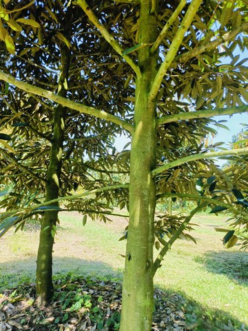 ประกาศฟรี! ซื้อ-ขาย-เช่า คอนโด บ้าน ทาวน์โฮม ที่ดิน และพื้นที่เชิงพาณิชย์ทั่วประเทศไทย ทุกทำเล ทุกงบประมาณ ไม่มีค่าใช้จ่าย ลงง่าย ขายไว เข้าถึงผู้ซื้อโดยตรง 5 175644pic4.jpg