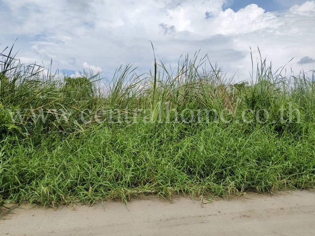 ประกาศฟรี! ซื้อ-ขาย-เช่า คอนโด บ้าน ทาวน์โฮม ที่ดิน และพื้นที่เชิงพาณิชย์ทั่วประเทศไทย ทุกทำเล ทุกงบประมาณ ไม่มีค่าใช้จ่าย ลงง่าย ขายไว เข้าถึงผู้ซื้อโดยตรง 5 278623pic4.jpg