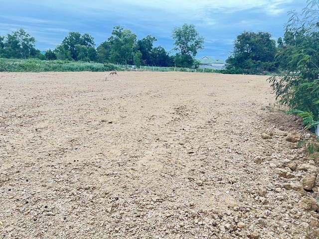 ประกาศฟรี! ซื้อ-ขาย-เช่า คอนโด บ้าน ทาวน์โฮม ที่ดิน และพื้นที่เชิงพาณิชย์ทั่วประเทศไทย ทุกทำเล ทุกงบประมาณ ไม่มีค่าใช้จ่าย ลงง่าย ขายไว เข้าถึงผู้ซื้อโดยตรง 3 23926pic2.jpg