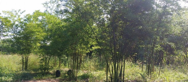 ประกาศฟรี! ซื้อ-ขาย-เช่า คอนโด บ้าน ทาวน์โฮม ที่ดิน และพื้นที่เชิงพาณิชย์ทั่วประเทศไทย ทุกทำเล ทุกงบประมาณ ไม่มีค่าใช้จ่าย ลงง่าย ขายไว เข้าถึงผู้ซื้อโดยตรง 2 7916pic1.jpg