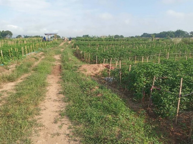 ประกาศฟรี! ซื้อ-ขาย-เช่า คอนโด บ้าน ทาวน์โฮม ที่ดิน และพื้นที่เชิงพาณิชย์ทั่วประเทศไทย ทุกทำเล ทุกงบประมาณ ไม่มีค่าใช้จ่าย ลงง่าย ขายไว เข้าถึงผู้ซื้อโดยตรง 3 7374pic2.jpg