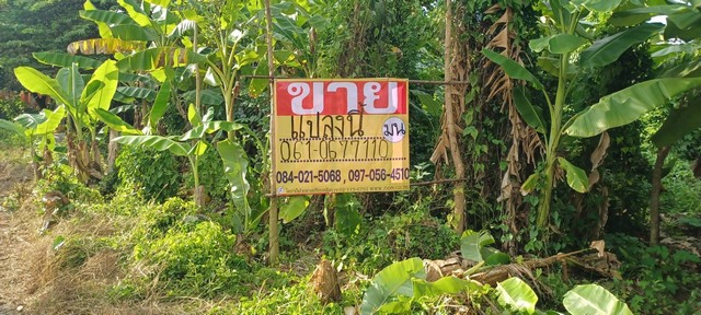 ประกาศฟรี! ซื้อ-ขาย-เช่า คอนโด บ้าน ทาวน์โฮม ที่ดิน และพื้นที่เชิงพาณิชย์ทั่วประเทศไทย ทุกทำเล ทุกงบประมาณ ไม่มีค่าใช้จ่าย ลงง่าย ขายไว เข้าถึงผู้ซื้อโดยตรง 5 482006pic4.jpg