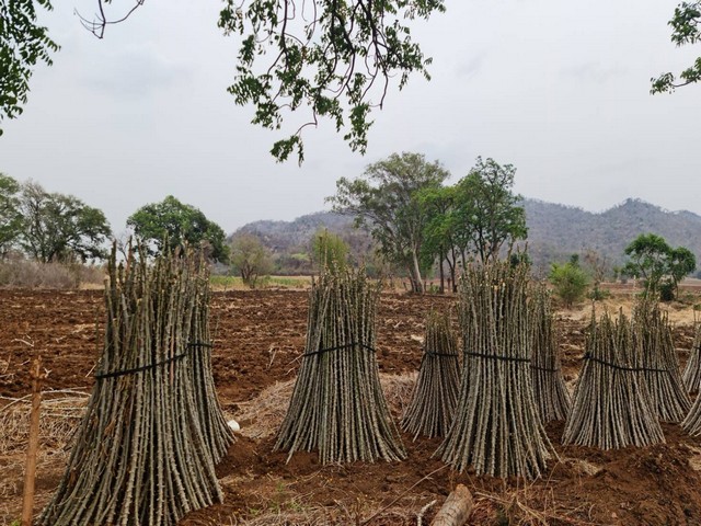 ประกาศฟรี! ซื้อ-ขาย-เช่า คอนโด บ้าน ทาวน์โฮม ที่ดิน และพื้นที่เชิงพาณิชย์ทั่วประเทศไทย ทุกทำเล ทุกงบประมาณ ไม่มีค่าใช้จ่าย ลงง่าย ขายไว เข้าถึงผู้ซื้อโดยตรง 3 11460pic2.jpg