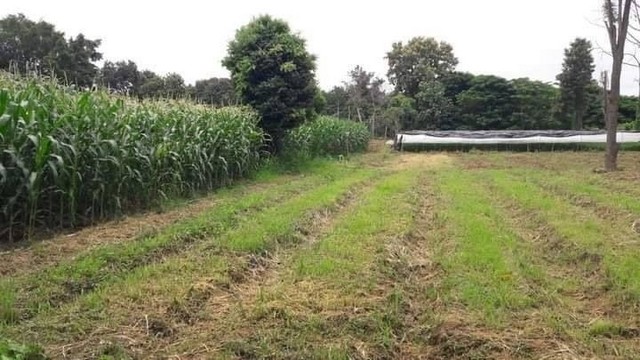 ประกาศฟรี! ซื้อ-ขาย-เช่า คอนโด บ้าน ทาวน์โฮม ที่ดิน และพื้นที่เชิงพาณิชย์ทั่วประเทศไทย ทุกทำเล ทุกงบประมาณ ไม่มีค่าใช้จ่าย ลงง่าย ขายไว เข้าถึงผู้ซื้อโดยตรง 2 182290pic1.jpg