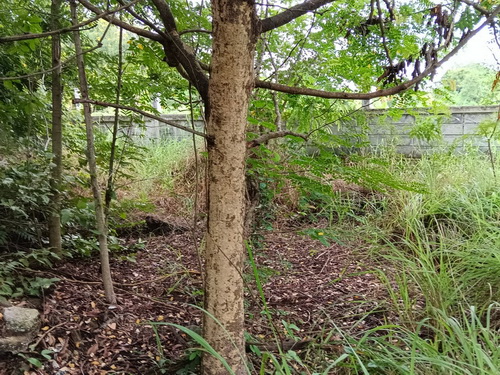 ประกาศฟรี! ซื้อ-ขาย-เช่า คอนโด บ้าน ทาวน์โฮม ที่ดิน และพื้นที่เชิงพาณิชย์ทั่วประเทศไทย ทุกทำเล ทุกงบประมาณ ไม่มีค่าใช้จ่าย ลงง่าย ขายไว เข้าถึงผู้ซื้อโดยตรง 5 482848pic4.jpg