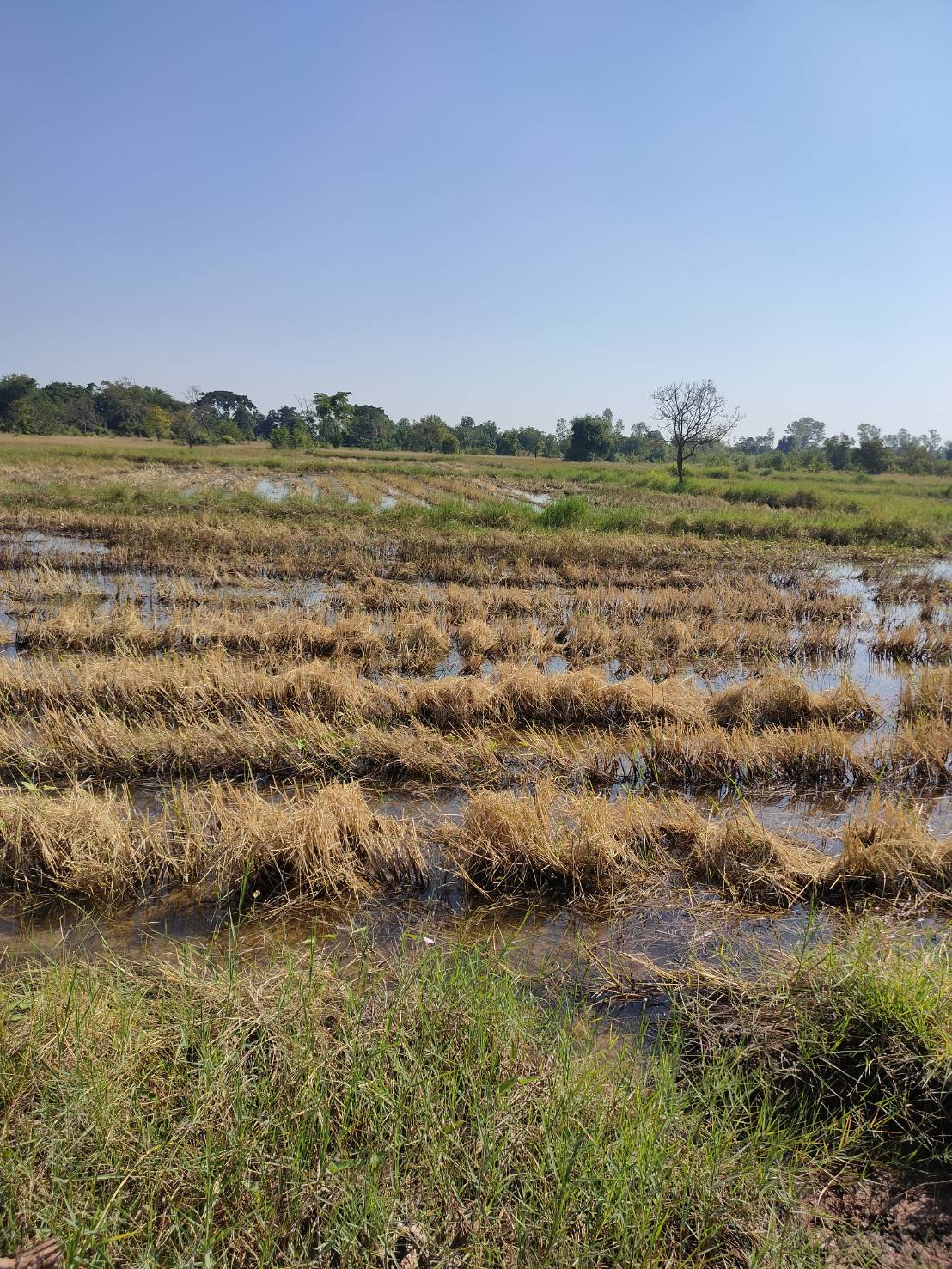 ประกาศฟรี! ซื้อ-ขาย-เช่า คอนโด บ้าน ทาวน์โฮม ที่ดิน และพื้นที่เชิงพาณิชย์ทั่วประเทศไทย ทุกทำเล ทุกงบประมาณ ไม่มีค่าใช้จ่าย ลงง่าย ขายไว เข้าถึงผู้ซื้อโดยตรง 3 281150pic2.jpg