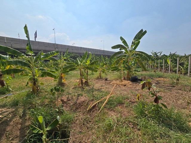 ประกาศฟรี! ซื้อ-ขาย-เช่า คอนโด บ้าน ทาวน์โฮม ที่ดิน และพื้นที่เชิงพาณิชย์ทั่วประเทศไทย ทุกทำเล ทุกงบประมาณ ไม่มีค่าใช้จ่าย ลงง่าย ขายไว เข้าถึงผู้ซื้อโดยตรง 5 288284pic4.jpg