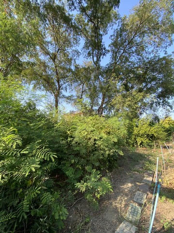 ประกาศฟรี! ซื้อ-ขาย-เช่า คอนโด บ้าน ทาวน์โฮม ที่ดิน และพื้นที่เชิงพาณิชย์ทั่วประเทศไทย ทุกทำเล ทุกงบประมาณ ไม่มีค่าใช้จ่าย ลงง่าย ขายไว เข้าถึงผู้ซื้อโดยตรง 4 492329pic3.jpg