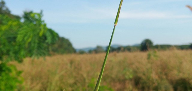 ประกาศฟรี! ซื้อ-ขาย-เช่า คอนโด บ้าน ทาวน์โฮม ที่ดิน และพื้นที่เชิงพาณิชย์ทั่วประเทศไทย ทุกทำเล ทุกงบประมาณ ไม่มีค่าใช้จ่าย ลงง่าย ขายไว เข้าถึงผู้ซื้อโดยตรง 4 195791pic3.jpg